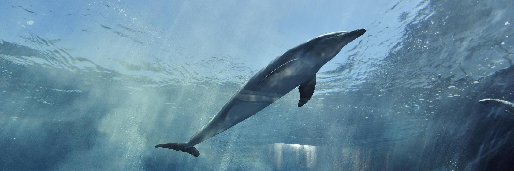 Acuario de Génova